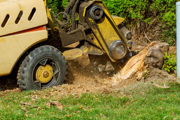 Wall Mural - A stump is shredded with removal, grinding in the stumps and roots into small chips