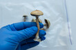 .growing psilocybin mushrooms. Medical research on psilocybin