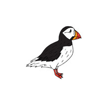 Vector Hand Drawn Doodle Sketch Colored Puffin Bird Isolated On White Background