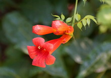 Close Up Of The Orange Trumpet Vine Flower