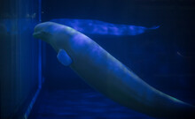 Beluga Whales In Captivity At An Aquarium In Dalian, China