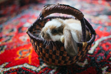 Bunny In A Basket