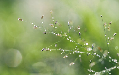 Wall Mural - Twinkling on the top of the grass in the morning