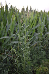 Sticker - Weeds in a Corn Field