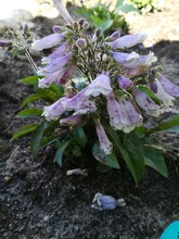 A Small Bush Of Low Gently Purple Blooming Penstemon On A Background Of Garden Flowers. Floral Wallpaper