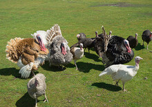 Flock Of Turkeys Is Loose In The Pasture