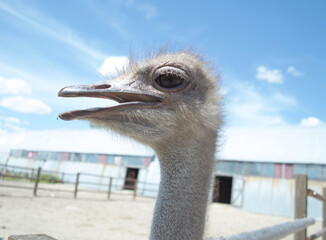 Wall Mural - Ostrich head close-up outdoors on farm.