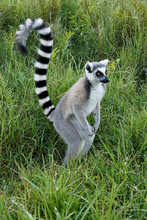 Ring-tailed Lemur, Lemurs Island, Andasibe, Madagascar