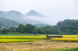 © sigmaphoto - 山と靄と稲策の田園