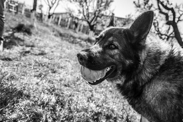 Sticker - Grayscale shot of an adorable German Shepherd playing with a ball