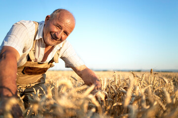 Portrait of senior farmer agronomist in wheat field checking crops before harvest. Successful organic food production and cultivation.