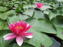 Two Beautiful Two-tone Water Lilies Among Flat Round Green Leaves In A Natural Environment