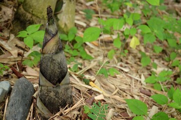 the black brown bamboo plant soil heap in the forest