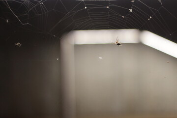 Wall Mural - Spider and the web at night