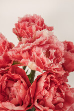 Closeup Of Beautiful Pink Peony Tulip Flowers Bouquet In On White Background