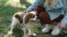 Female Owner Putting On Leash On Dog, Cute White-tan Cavalier King Charles Dog Smiling Outdoors In A Meadow, Animal Adoption Concept