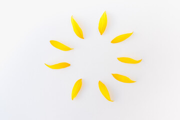 sunflower petals on white background, yellow petals, sun of yellow petals