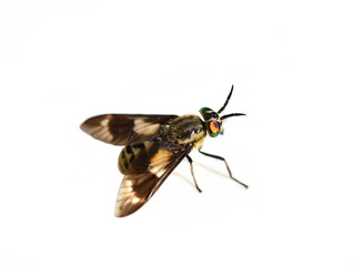 the twin-lobed deerfly chrysops relictus stinging pest fly isolated on white background