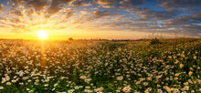 Beautiful Summer Sunrise Over Daisy Field - Panorama