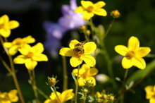 Bumblebee On Yellow Flower