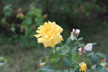 bright beautiful roses in  botanical garden