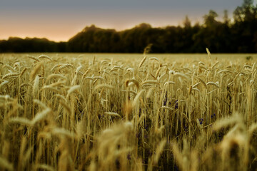 Field of ripe wheat at sunset