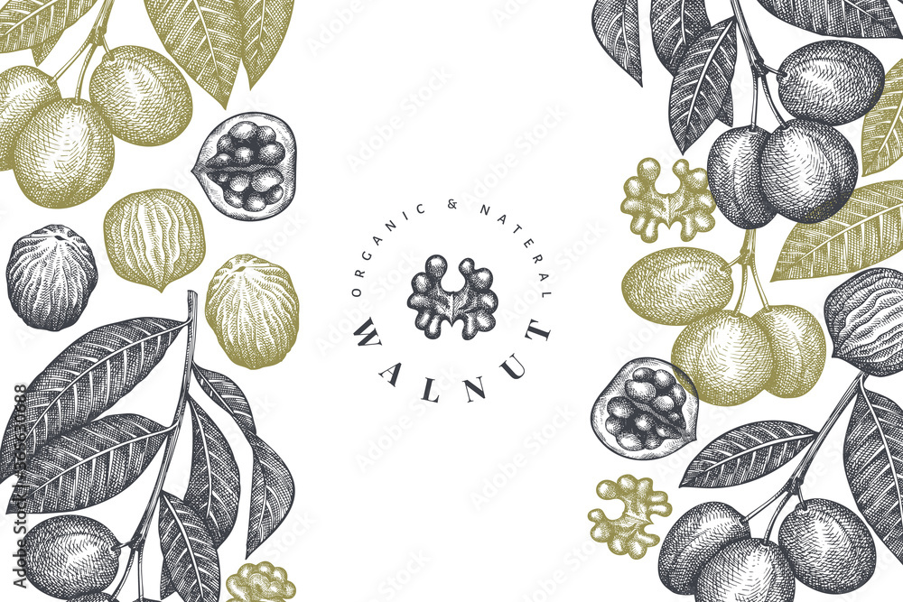 Hand drawn sketch walnut design template. Organic food vector ...