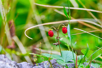 Two red strawberries and green backgound