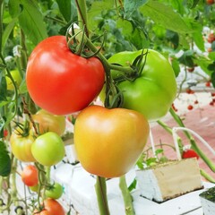 Wall Mural - Colorful Tomatoes(vegetables and fruits) are growing in indoor farm/vertical farm.