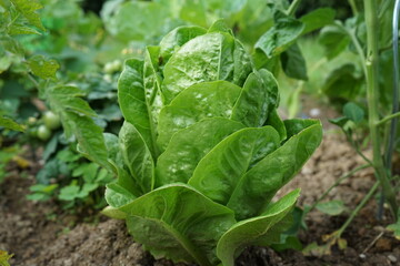 Wall Mural - verschiedene Sorten Salat im Garten,