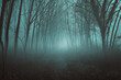 Misty desolate forest