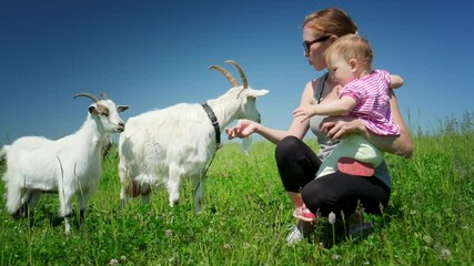 Wall Mural - Family on a pasture with animals. Mother and baby feed goats on a summer green meadow in rural area