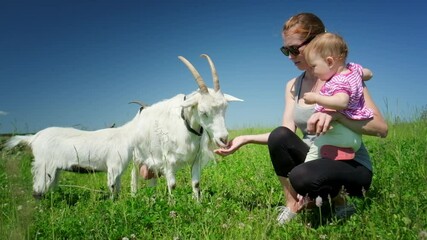 Wall Mural - Family on a pasture with animals. Mother and baby feed goats on a summer green meadow in rural area