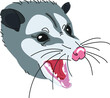 Angry wild opossum screaming and growling vector cartoon illustration