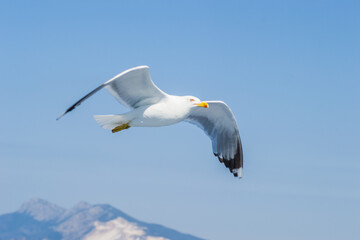 Wall Mural - Sea gull in a natural environment 