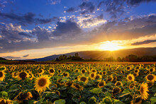 Sunflower Field In Front Of The Forest