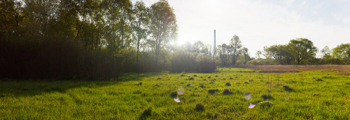 Wall Mural - Panoramic view of deciduous forest in spring.