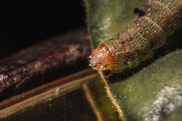 Poster - Soft focus of a brown caterpillar on a leaf against