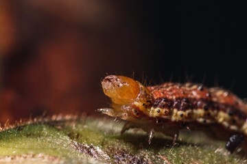 Poster - Soft focus of a brown caterpillar on a leaf against