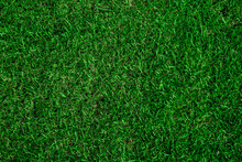 Top View Green Grass Texture Background.