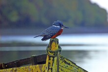 Selective Focus Shot Of A Cute Belted Kingfisher Bird On A Painted Wooden Fence