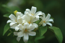 Art Of Flower Background. Orange Jasmine. Murraya Paniculata, Chalcas Exotica, Murraya Exotica, White Flowers.