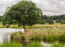 Canada Geese Resting Together By The Waters Edge At Tatton Park, Knutsford, Cheshire, UK