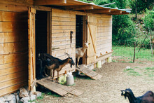 A Goat Peeks Out Of A Paddock On A Goat Farm.
