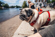Pug walks along the embankment of the river on a summer day in Richmond