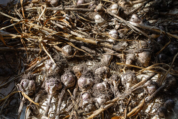 Poster - Heap of freshly harvested garlic. Crop of garlic, gardening concept.