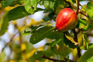 Poster - Fresh red apple grown on the tree branch - perfect for the background