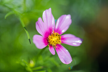 Wall Mural - Purple flower close up - Image