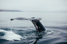 Closeup Shot Of A Whale Swimming In The Ocean With Its Tail On The Outside