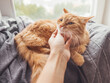 © Konstantin Aksenov - Woman strokes cute ginger cat lying on blanket on window sill. Fluffy pet purrs with pleasure. Cozy home.